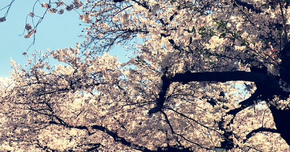 Cherry Blossoms